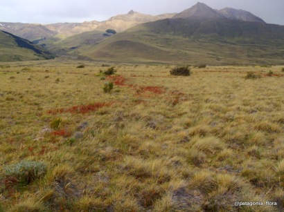 fitz-roy-patagonia-wildflowers-chalten